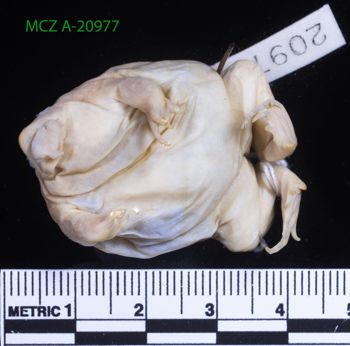 Media type: image;   Herpetology A-20977 Description: Specimen photo;  Aspect: whole body ventral